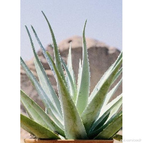TROPICA - Aloe vera (Aloe vera syn. Aloe barbadensis Mill.) - 10 graines- Méditerranée - B077FWNTFV