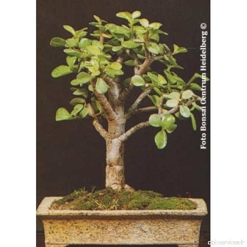 TROPICA - Arbre de Jade (Crassula arborescens) - 50 graines- Bonsai - B076P1941Z