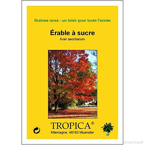 Tropica - érable - sucre de l'Amérique du Nord - (Acer saccherum) - 25 graines - B009QYQ6I6