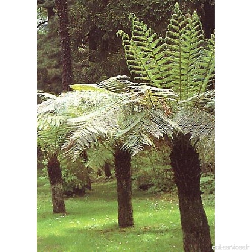 TROPICA - Fougère arborescente (Dicksonia antarctica) - 300 graines- Australie - B077FSG2GQ