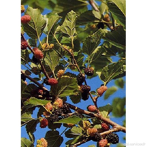 TROPICA - Mûrier noir (Morus nigra) - 200 graines- Plante utile - B077G39SK4