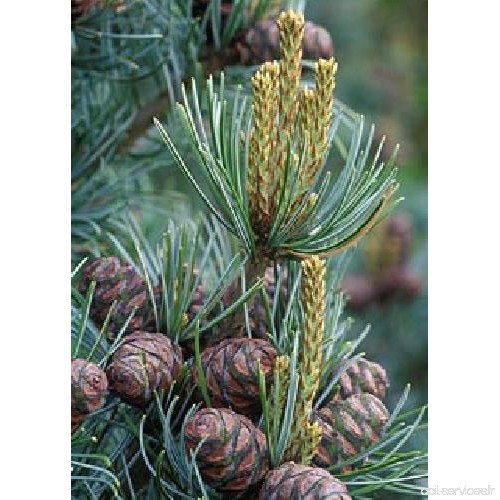 TROPICA - Pin blanc du Japon (Pinus paviflora) - 12 graines- Résistant au froid - B077FV4J96