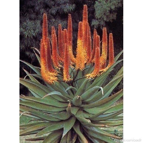 Tropica - succulents - Aloé du Cap (Aloe Ferox) - 20 graines - B0020FUDTG