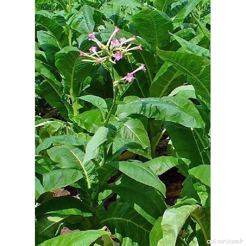 Tropica - véritable culture - tabac Petit Havana (Nicotiana tabacum) - 100 graines - B009QYQ63G