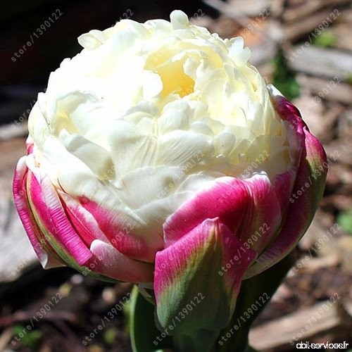 True tulip bulbs (not tulip seeds) bonsai flower bulbs ice cream as beautiful tulips Rizomas Bulbos Aroma potted plant - 2 bulbs