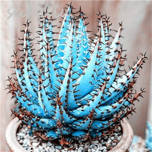 Vente Hot 20 Pcs Cactus Aloe mélange de graines Excellente Succulent Aloe Vera Plantes d'intérieur Graine Utilisation Beauté com