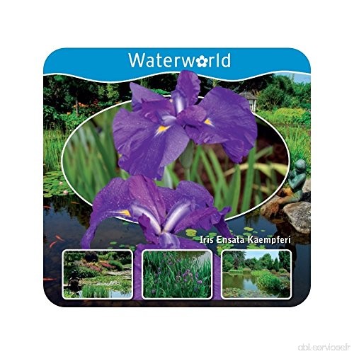 Waterworld Aqua Set - Iris Kaempferi - Iris Japonais Mélangé - B078KD5H7M