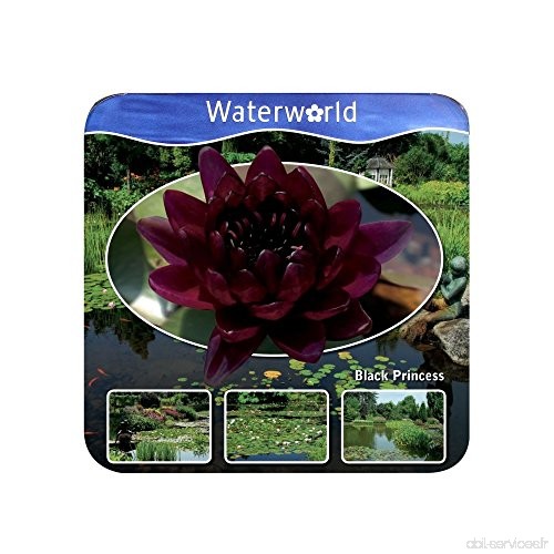 Waterworld Aqua Set - Nymphaea Black Princess - Rouge foncé Nénuphar - B078KM4CXH