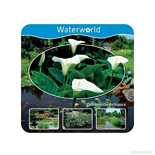 Waterworld Aqua Set - Zantedeschia Aethiopica - Arum de Marais - B078KDC3HG