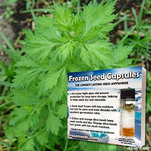 White Mugwort Seeds (Artemisia lactiflora) 10+ Rare Medicinal Herb Seeds in FROZEN SEED CAPSULES for the Gardener & Rare Seeds C