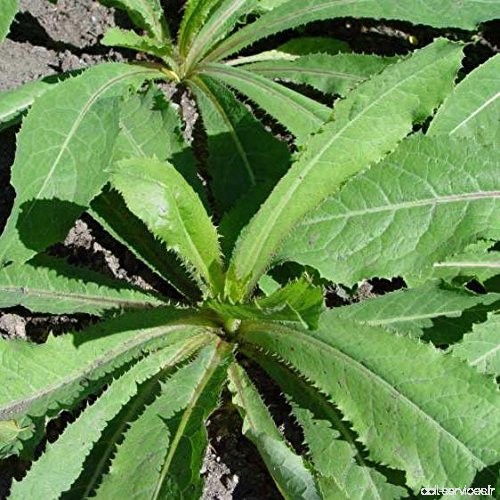 Wild Lettuce Seeds (Lactuca virosa) 40+ Medicinal Herb Seeds in FROZEN SEED CAPSULES for the Gardener & Rare Seeds Collector  Pl