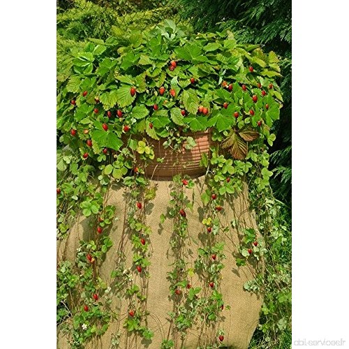 Wild Strawberry Attila Graines - fraisier des bois - B0725FPRHV