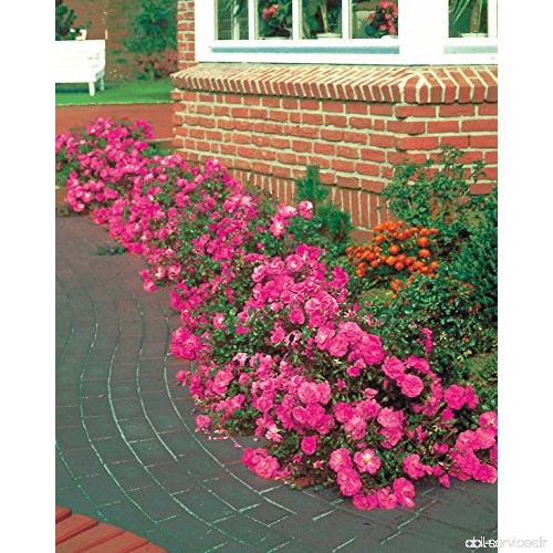 Willemse France 6818  6 Rosiers couvre-sols Mirato  Multicolore  55 x 1 x 1 cm - B071X6J25V