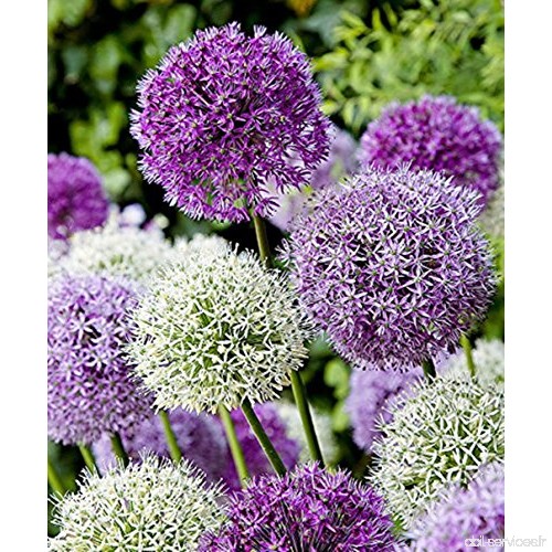 Xuanqin AIL D'ORNEMENT (Allium giganteum) Mélange - violet et blanc - 2 x 50 graines/pack - Résistant au froid d'hiver - B07CWTD
