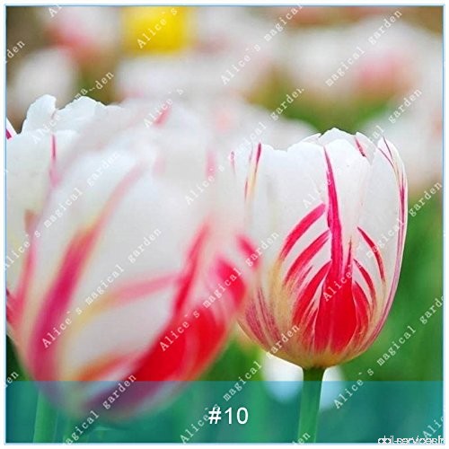 ZLKING 1pcs Tulipes Fleurs Ampoules jardin hydroponique pot Culture plante bulbeuse pas de graines taux élevé Germination Bonsai