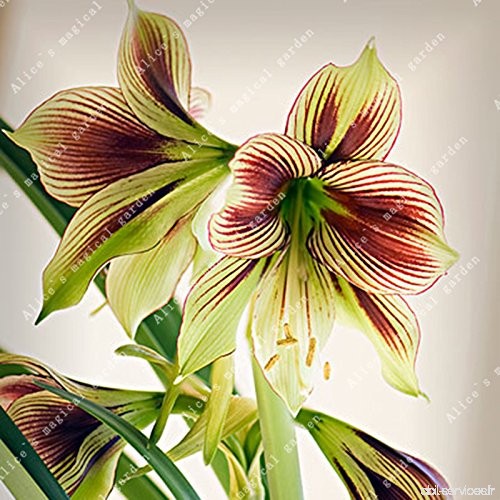ZLKING 2 Pcs Amaryllis Ampoules Bonsai Barbade Lily Graines Balcon Pas de fleurs Hippeastrum Ampoule hydroponique Racine Fleur 1