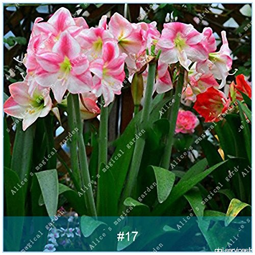 ZLKING 2 Pcs Amaryllis Ampoules Bonsai Barbade Lily Graines Balcon Pas de fleurs Hippeastrum Ampoule hydroponique Racine Fleur 1