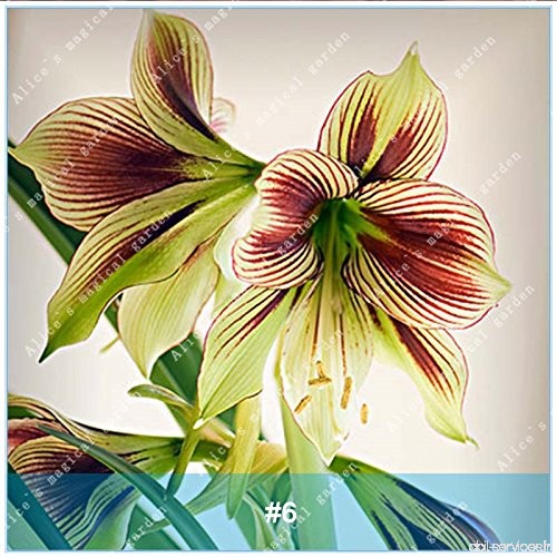 ZLKING 2 Pcs Amaryllis Ampoules Bonsai Barbade Lily Graines Balcon Pas de fleurs Hippeastrum Ampoule hydroponique Racine Fleur 6